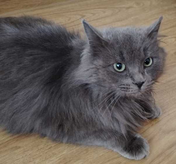 Отдам Кошечку бесплатно