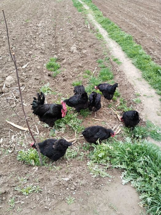 Qora shahzoda tuhumi