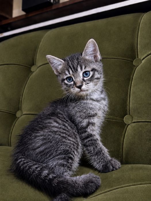 БЕСПЛАТНО Котята ищут дом!