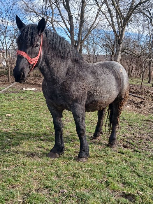 De vânzare o iapa de 5 ani se vide orgent