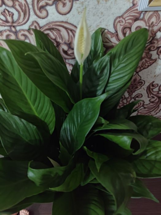 Женское счастье  в наличии