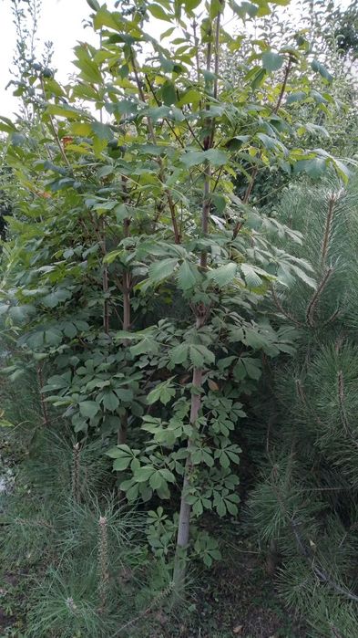 Manzarali daraxtlar sotladi