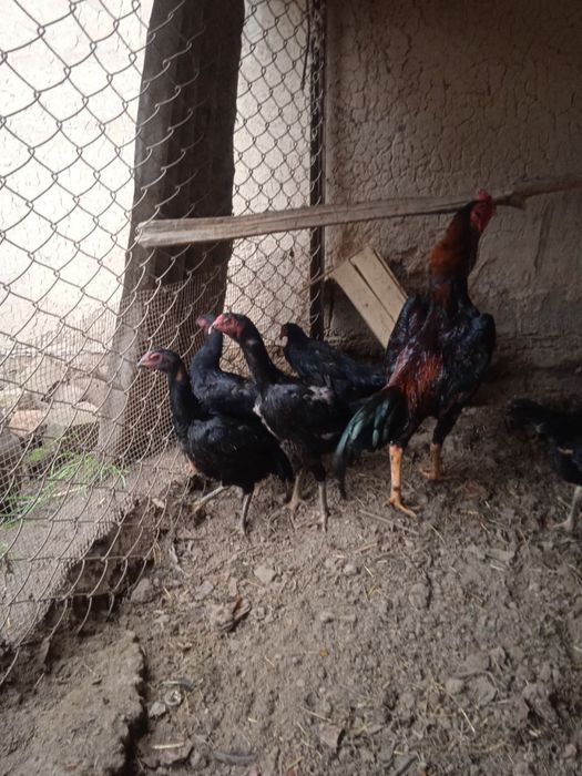 Dakanlar sotiladi. Korea, Yapon, Vetnam zotlari bor.