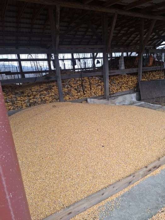 Porumb uscat din producția anului 2025