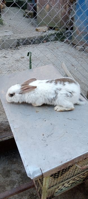 Vând iepuroaica hycole