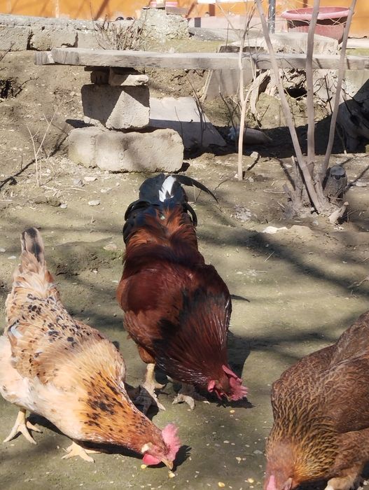 Sog'lom qizil Xo'roz