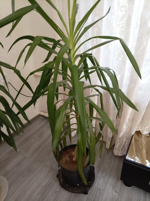 Продаю 2 домашних цветка юка
