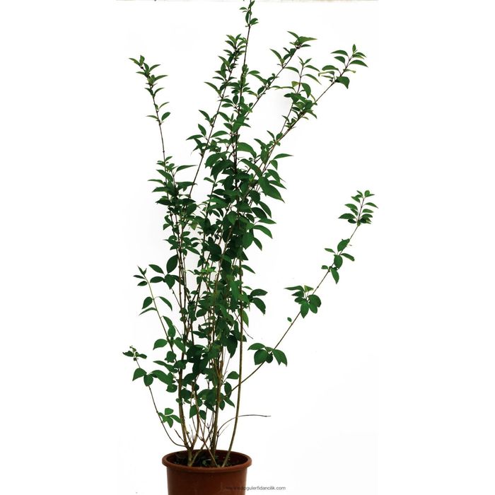 Forsythia la Ghiveci