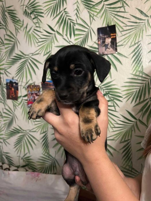 Малки кученца-пинчери