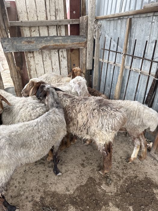 Кой сатамын. Аль Фараби районында