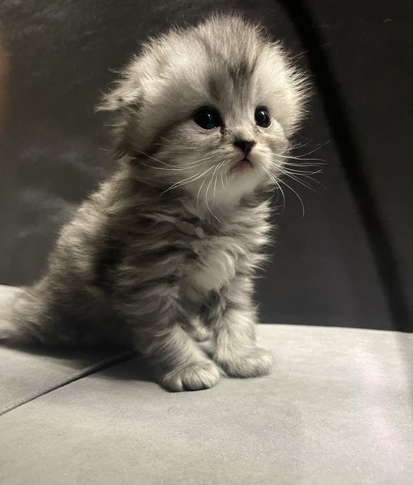 Котята шиншилята