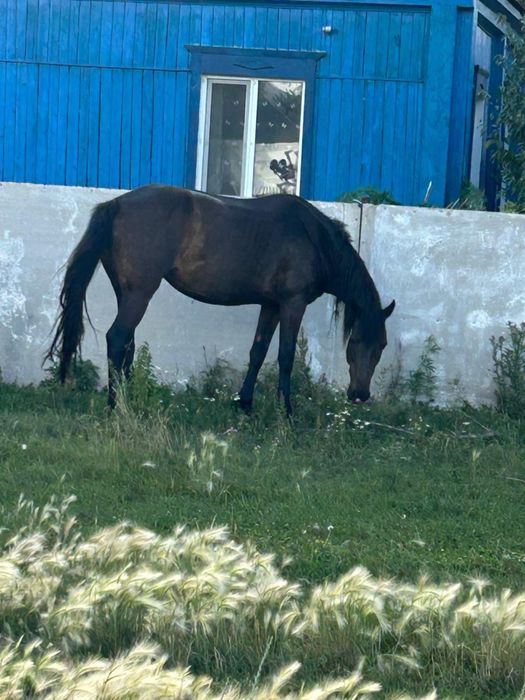 Продам кровленную кобылу с жеребенком