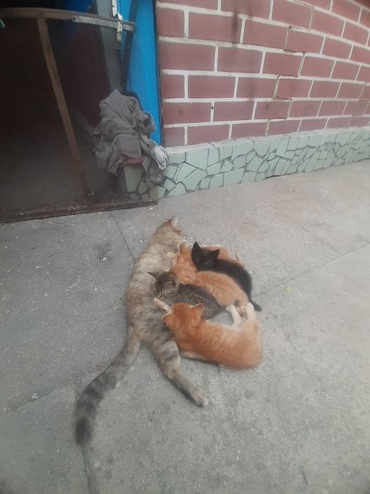 Милые.пушистые красивые.котята