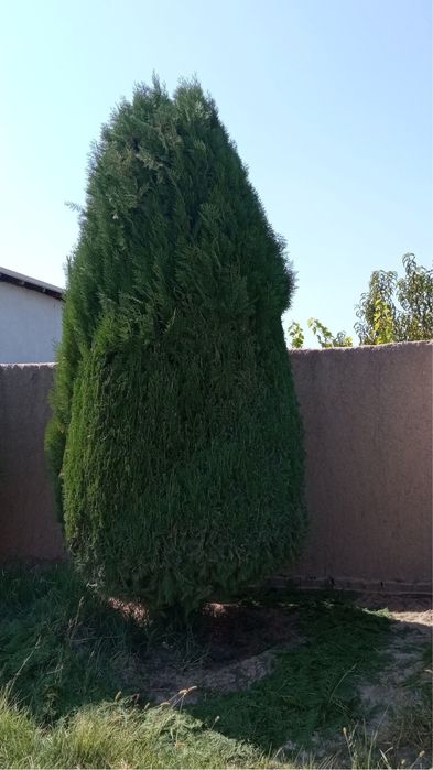 Archaga shakl berish