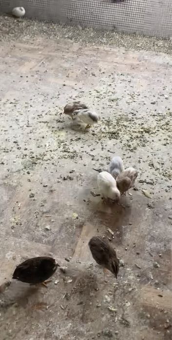 Vand oua prepeliță chinezească