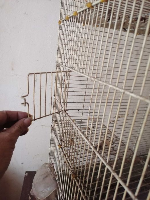 Colivie sau cușcă mare