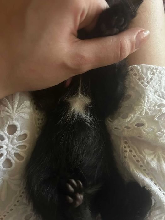 Pisoi spre adopție