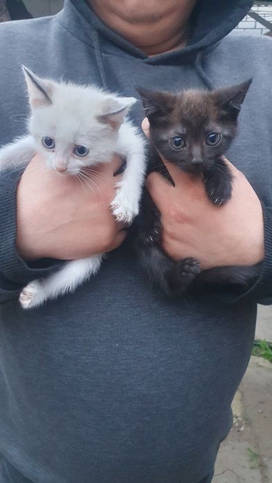 Отдам бесплатно котят
