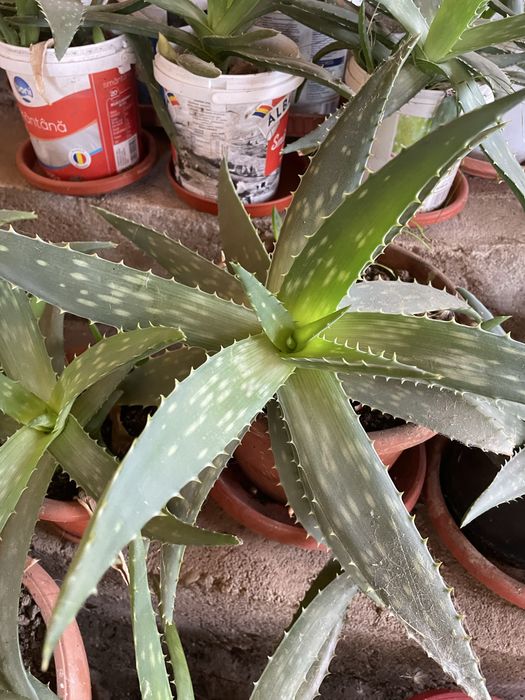 Plante Aloe Vera de diferite dimensiuni