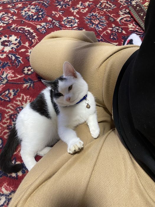 Mushuk juda odobli va aqili tekinga beraman