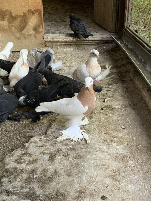 Летно игровая линия