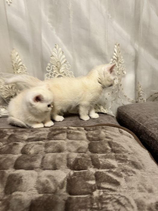 Serebristiy shinshila