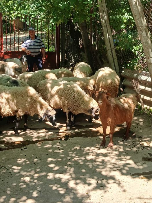 Animale domestice,oi de rasă