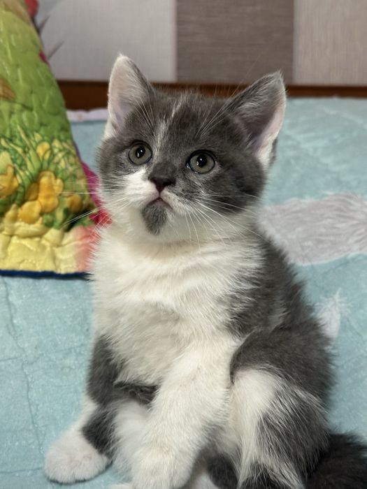 котенок в добрые руки