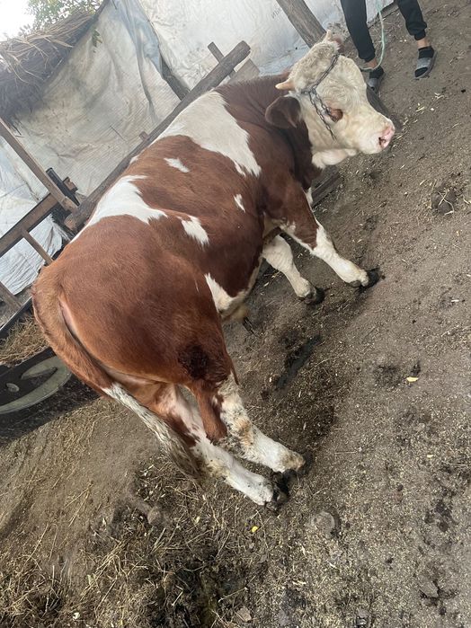 Vând vițel de 6 luni