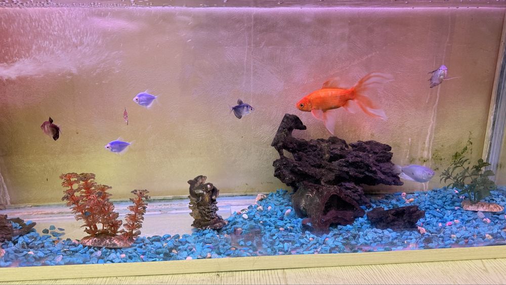 Срочно сатылады аквариум балыгымен