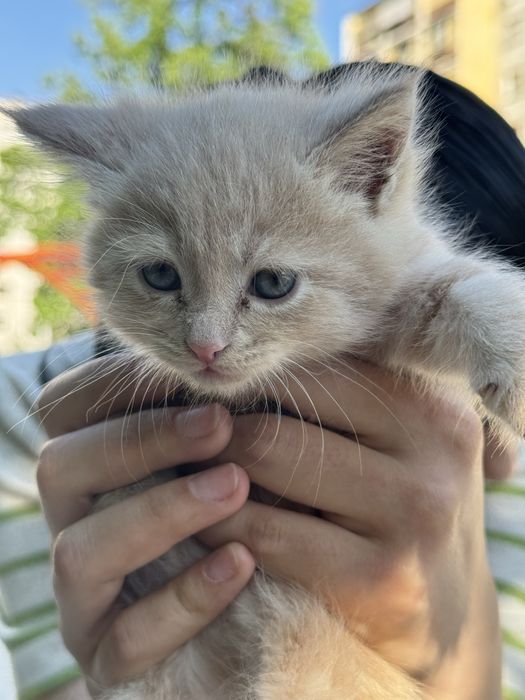 Mushuk Turetski angora