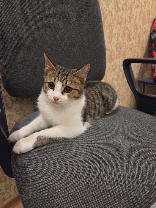 Котёнок 6 месяцев