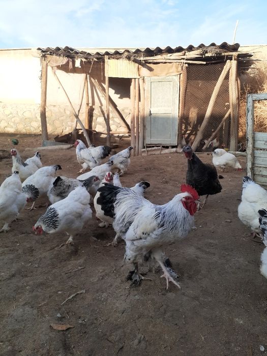 Светлые брама тухуми сотилад