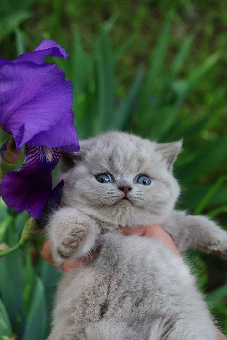 Продаются британские котята