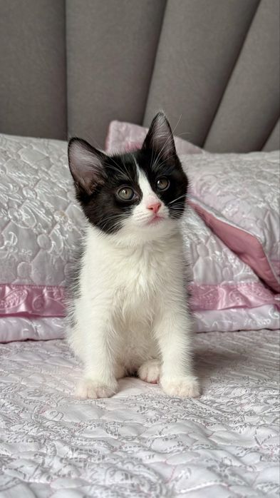 Черно-белый котенок, 2 месяца.