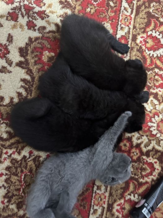 Продаются замечательные котята