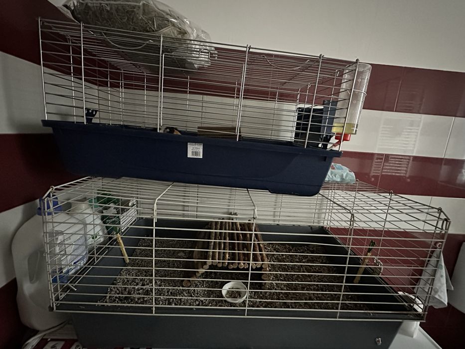 Porcusori de Guineea