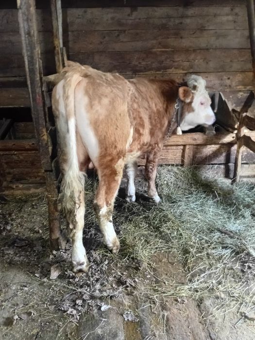 Taurus baltata romaneasca