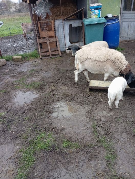 Oi mioare berbec dorper