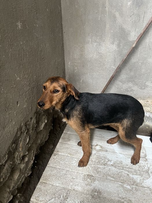 Неме́цкий охо́тничий ягдтерьер.