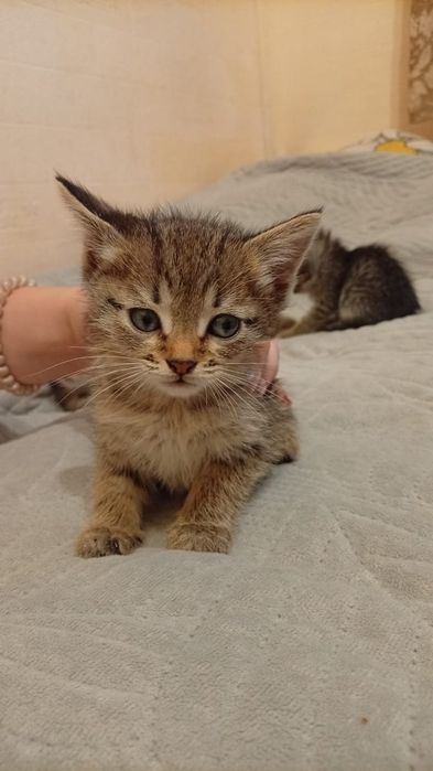 Отдам котят в добрые руки