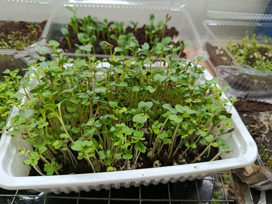 Микрозелин у'стирамиз