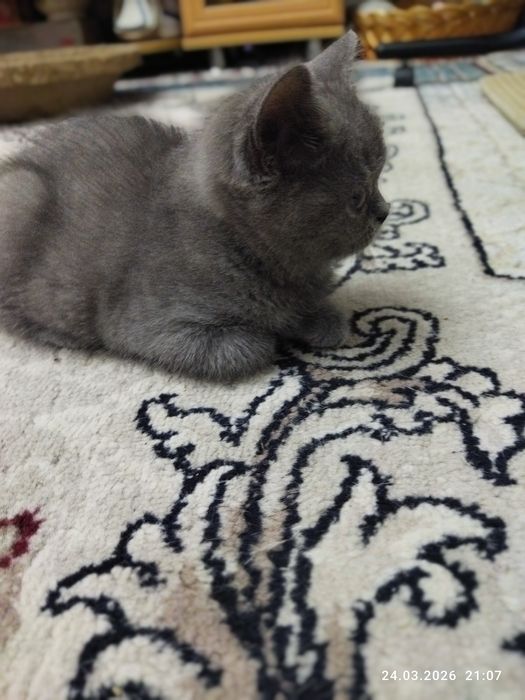 Продается шотландский котёнок