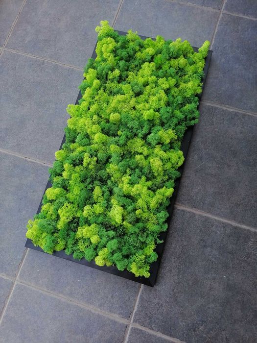 Пана и картини от скандинавски мъх , декорация от мъх , пано зелен мъх , пано с рамки или без рамка по поръчка