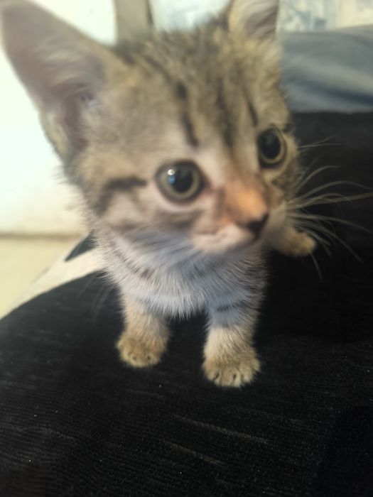 Котенок отдам в хорошие руки