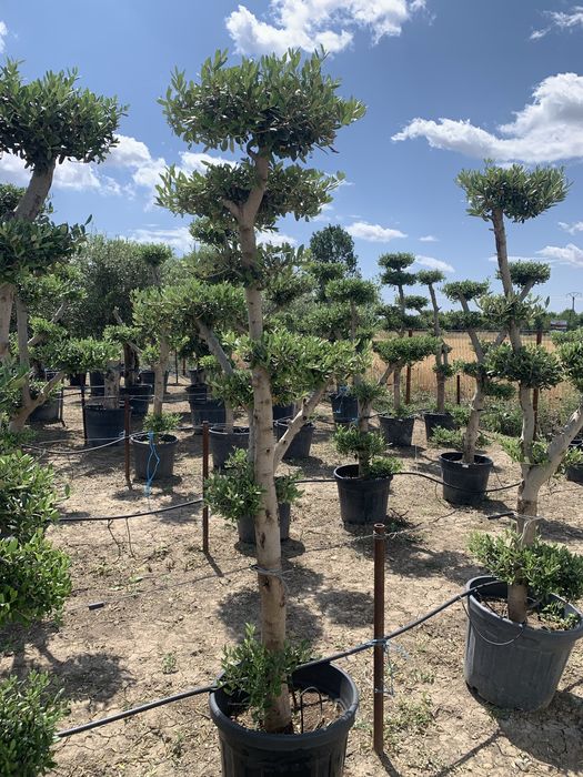Maslin Bonsai in ghiveci