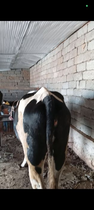 Сыйыр  корова Сыйыр