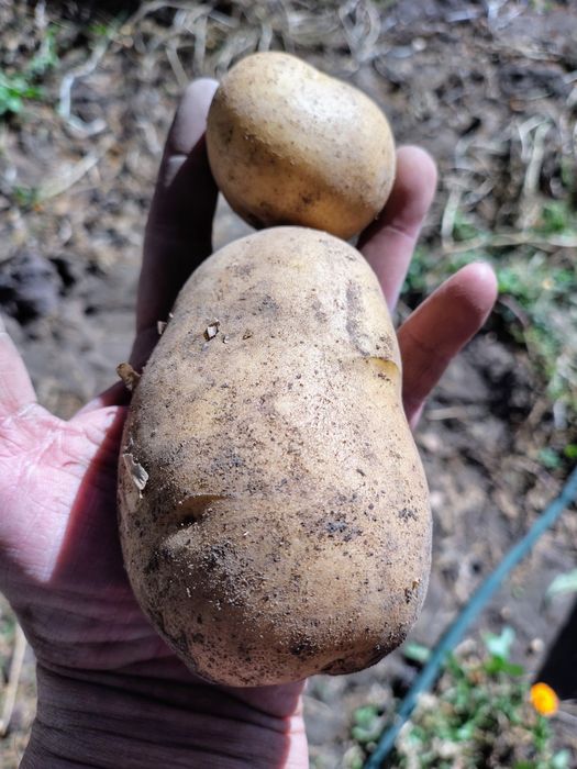 Картофель дачный
