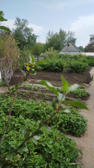 Продам дачу в Новопавловке