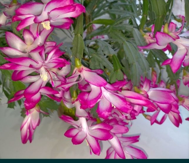 Декабрист шлюмбергера